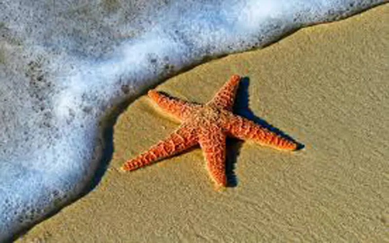 El escritor y las estrellas de mar
