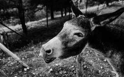 El maestro y el burro 